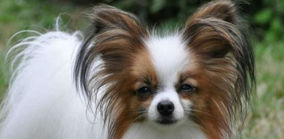 Estas son las 10 razas de perro más inteligentes