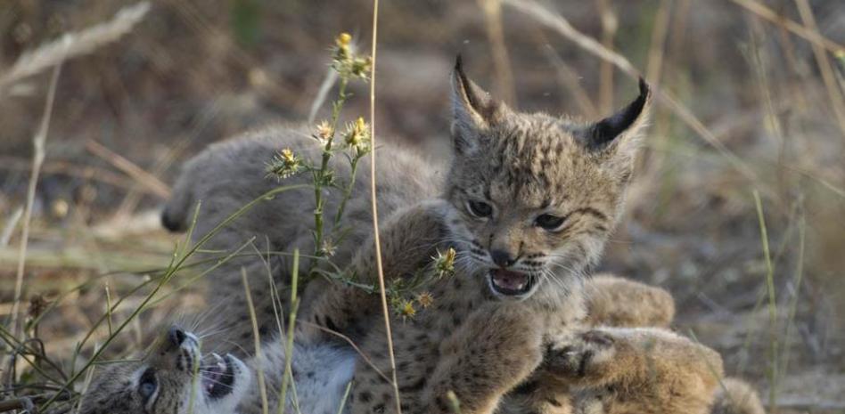 El lince ibérico, cada vez más lejos de la extinción