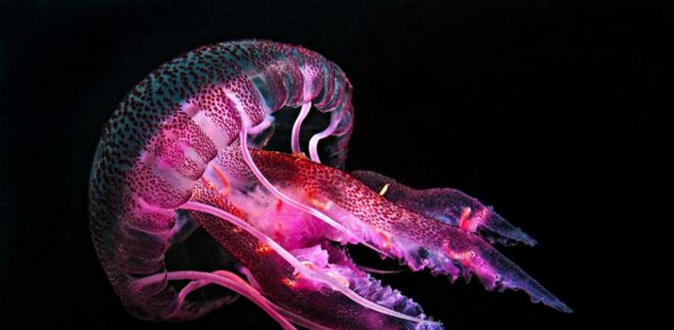 Medusas de 40 kg aparecen en las playas españolas este verano