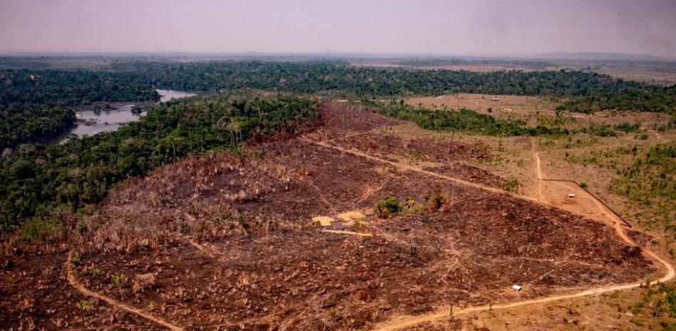 La tala ilegal de la Amazonia brasileña, al descubierto