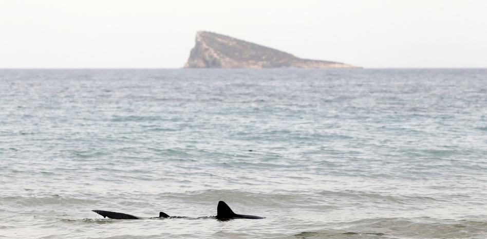 Un tiburón aparece desorientado en una playa de Benidorm