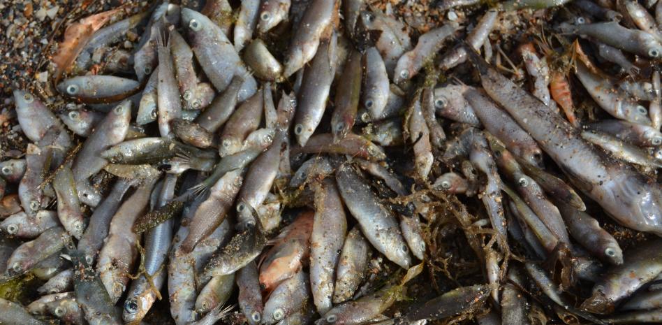 Aparecen cientos de peces muertos en el mar Menor