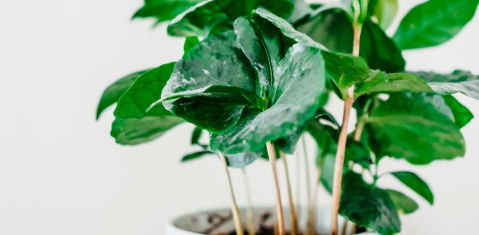 Cinco plantas que purifican el aire de tu casa