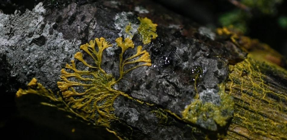 Así es el 'blob', el raro organismo de la Estación Espacial que no tiene boca, patas ni cerebro, pero se mueve y come