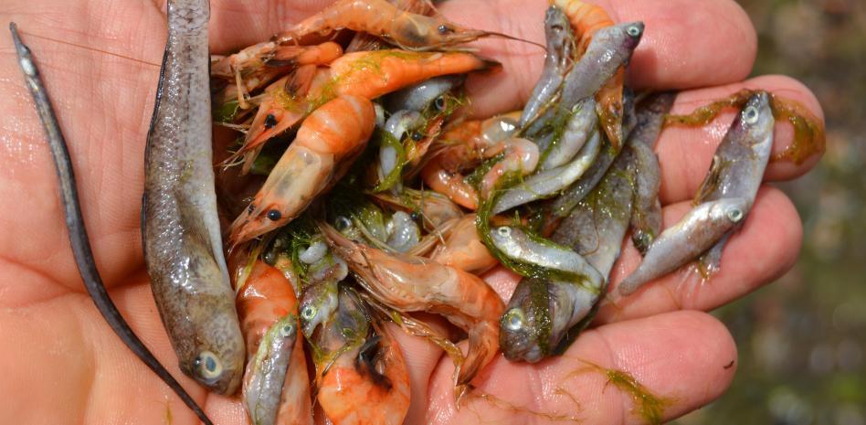 Réquiem por el Mar Menor