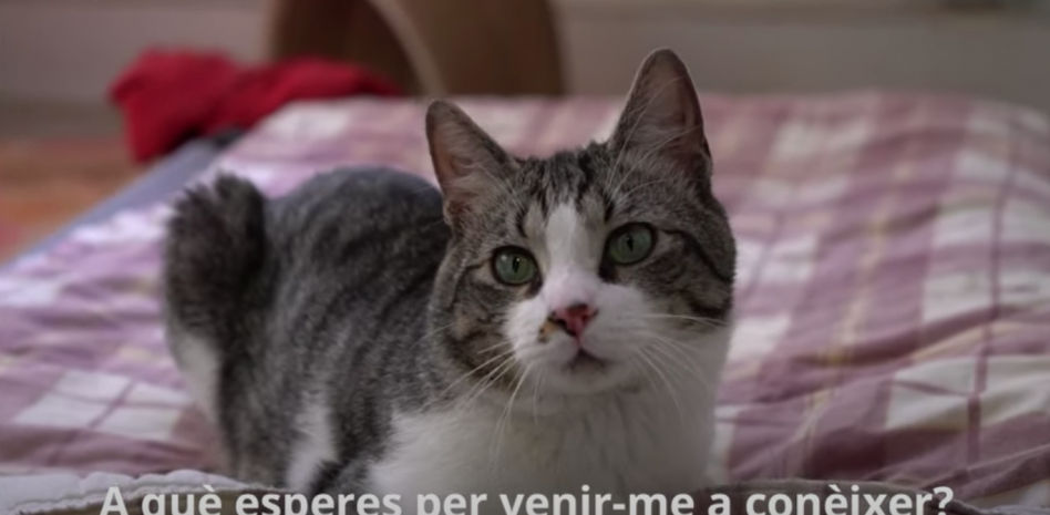 “Adopta a un invisible”, también en verano