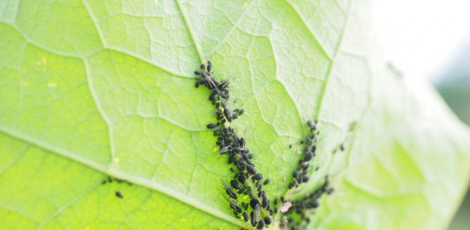 Receta de repelente natural para eliminar el pulgón y salvar tus plantas