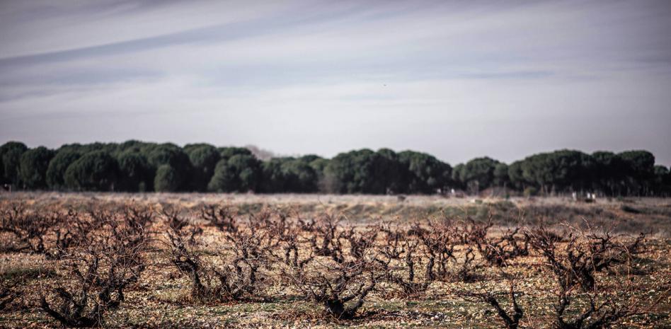 Los 17 vinos tintos más interesantes de España