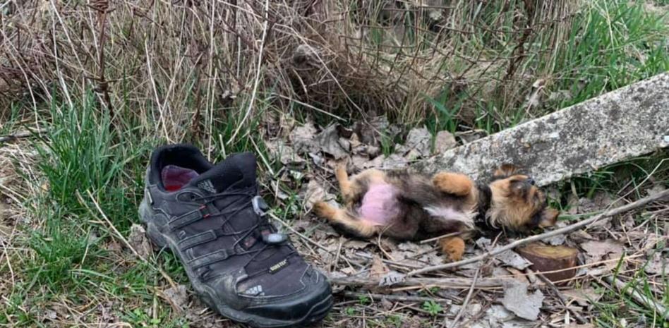 La vida de un perrito cambia para siempre después de que lo encontraran en un zapato