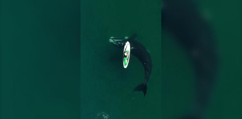 Una ballena de más de 10 metros juega con una turista haciendo paddle surf