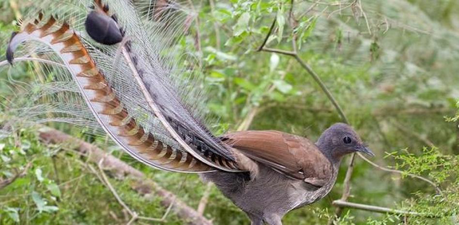 Echo, el ave lira real que ha aprendido a imitar el llanto de un bebé