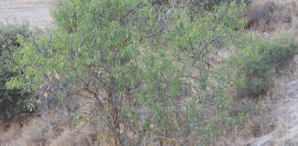 Reto visual: ¿Eres capaz de encontrar los pájaros y los conejos en menos de un minuto?