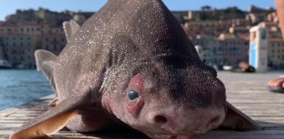 Sorpresa en Italia por la captura de un cerdo marino, un 'feo' tiburón en peligro