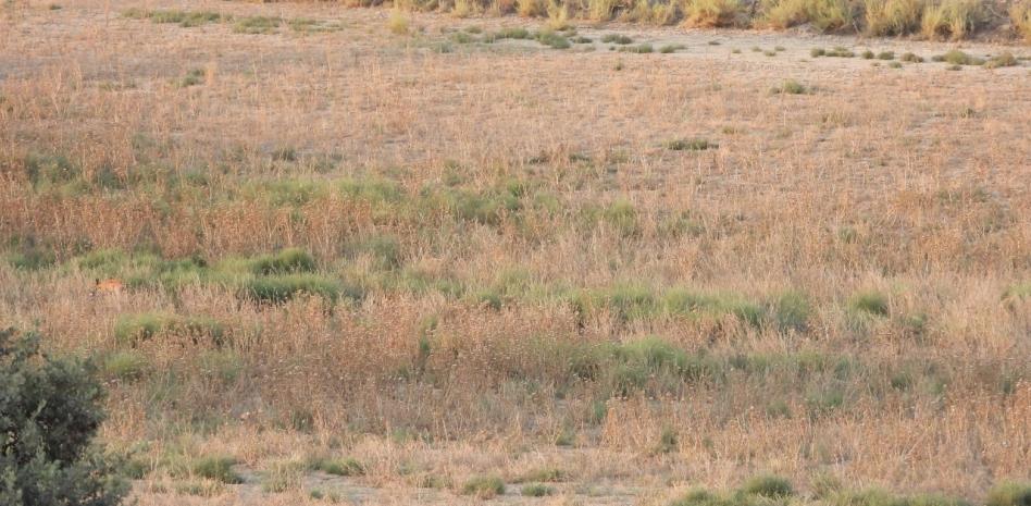 Reto visual: ¿Eres capaz de encontrar al corzo en menos de un minuto?