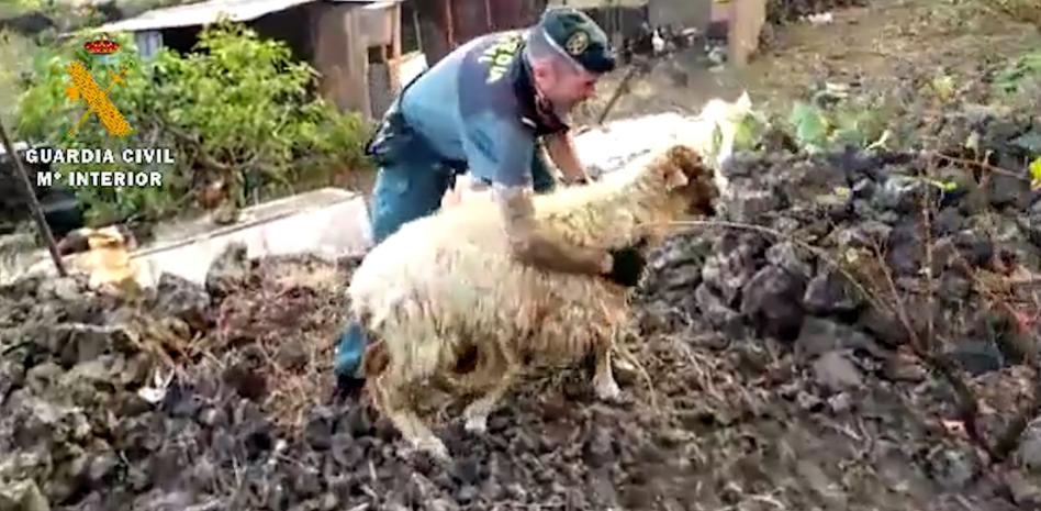 Rescatan in extremis a un rebaño de ovejas ante la erupción del volcán de la Palma