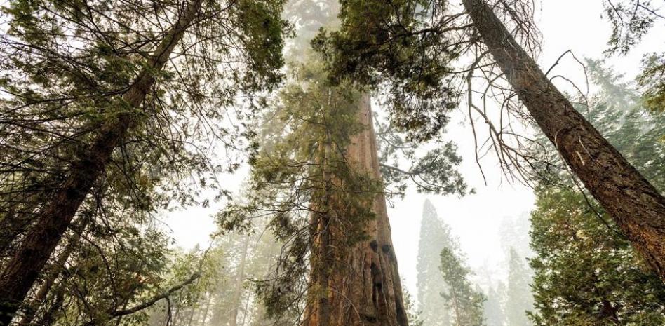 Secuoyas en llamas: dos incendios se adentran en el corazón del Bosque Gigante