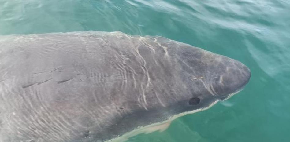 Un tiburón blanco de grandes dimensiones se pasea por el puerto de A Coruña