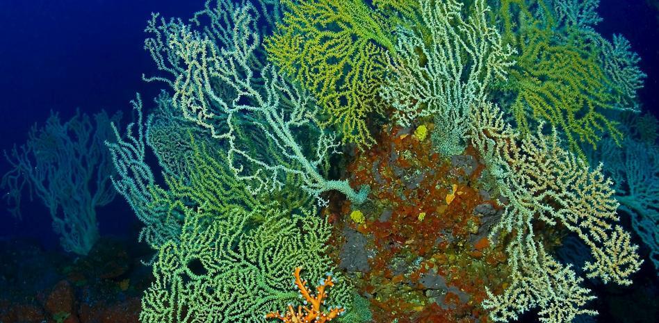 El planeta perdió el 14% de corales en 10 años