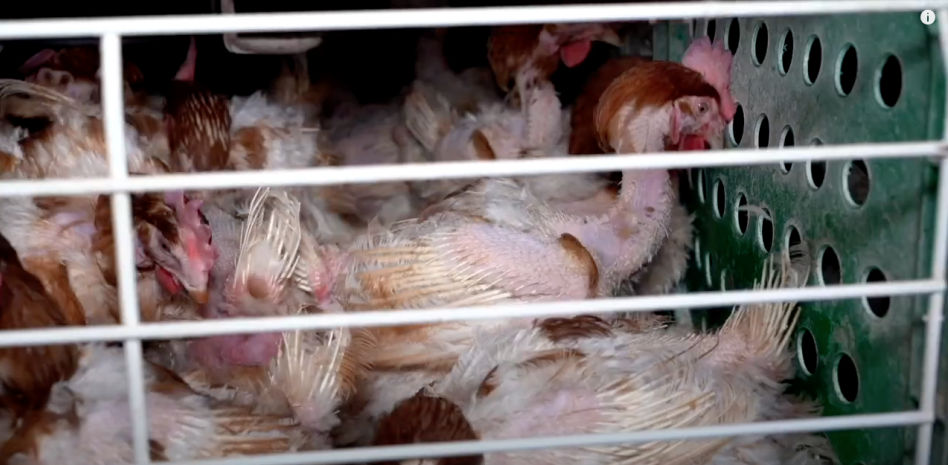 Las crudas imágenes de cómo se producen huevos en jaulas