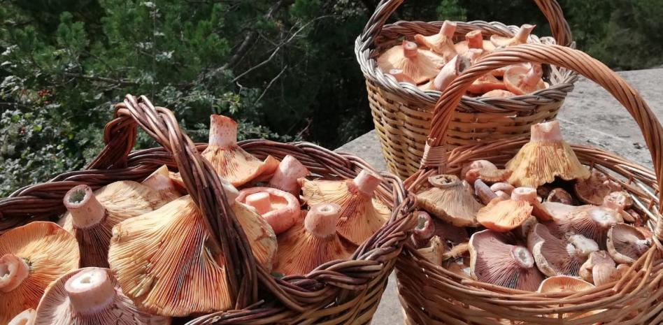 Los 5 níscalos más comunes en bosques y mercados y cómo cocinarlos