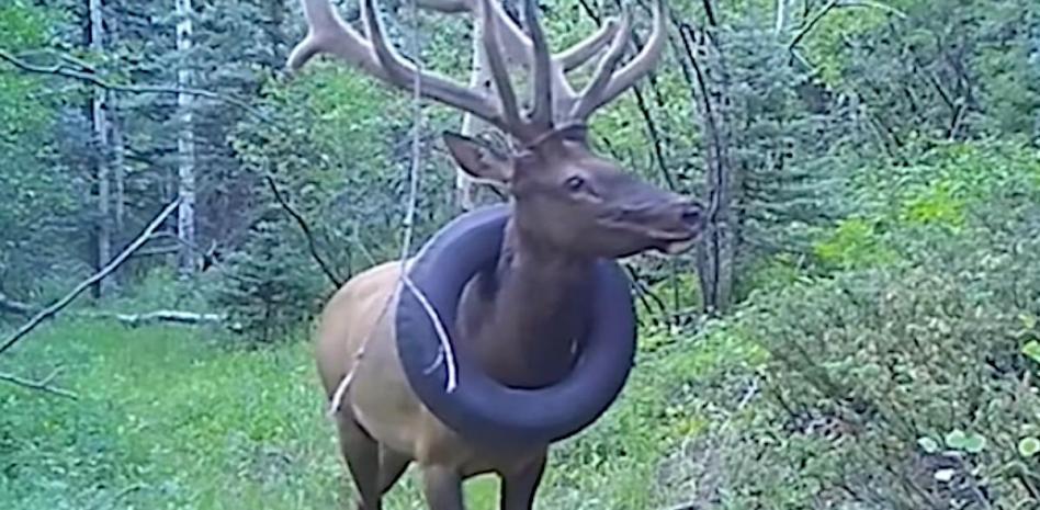 Retirado un neumático del cuello de un ciervo que ha cargado durante dos años