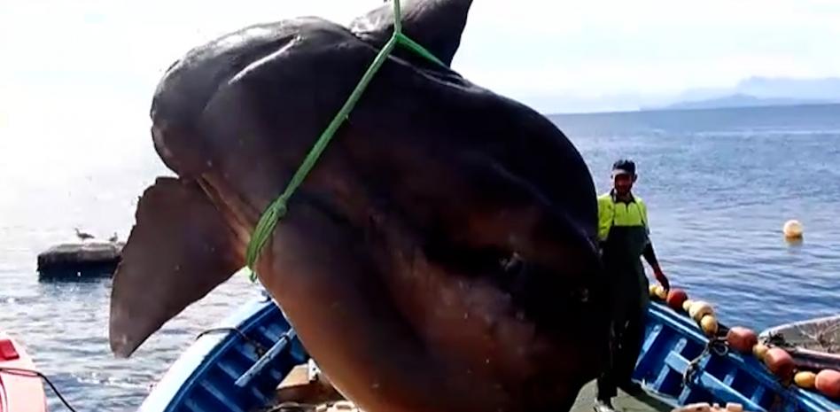 Pescan por error un enorme pez luna en la costa de Ceuta
