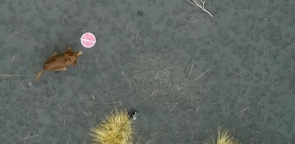 Un dron alimenta a los perros atrapados por la lava del volcán de La Palma