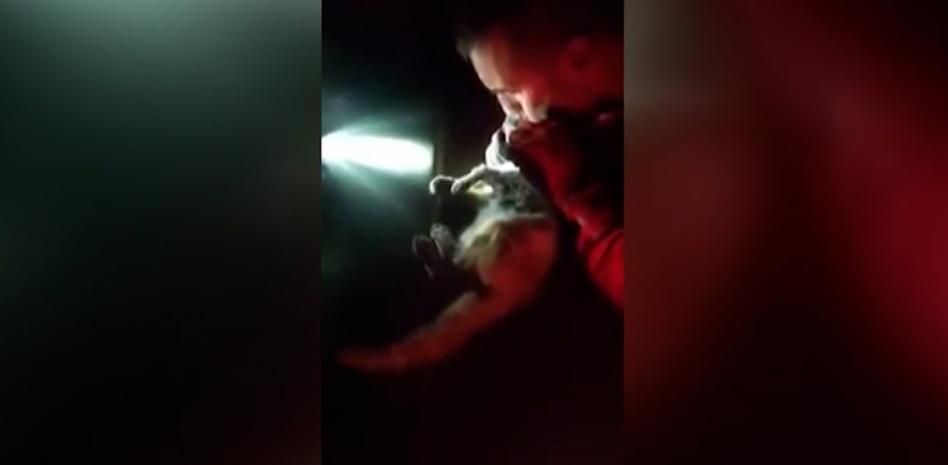 Reaniman a un gato que había inhalado humo del volcán de La Palma