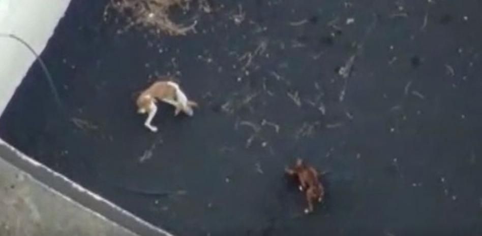 La plataforma que intentó rescatar a los perros de La Palma califica de "farsa" el vídeo