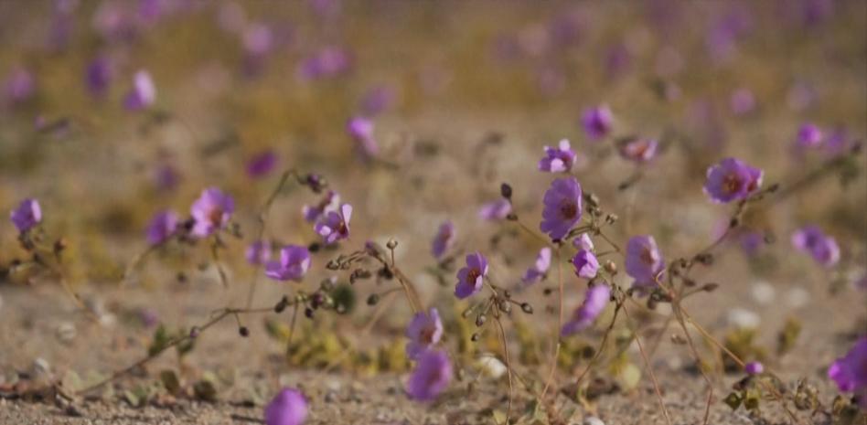 El desierto florido de Atacama, un "milagro" amenazado por el cambio climático