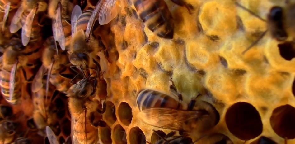 Las abejas también usan el distanciamiento social para protegerse de infecciones