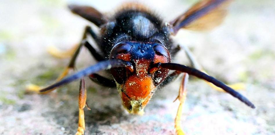Mira cómo devora la avispa asiática de Barcelona