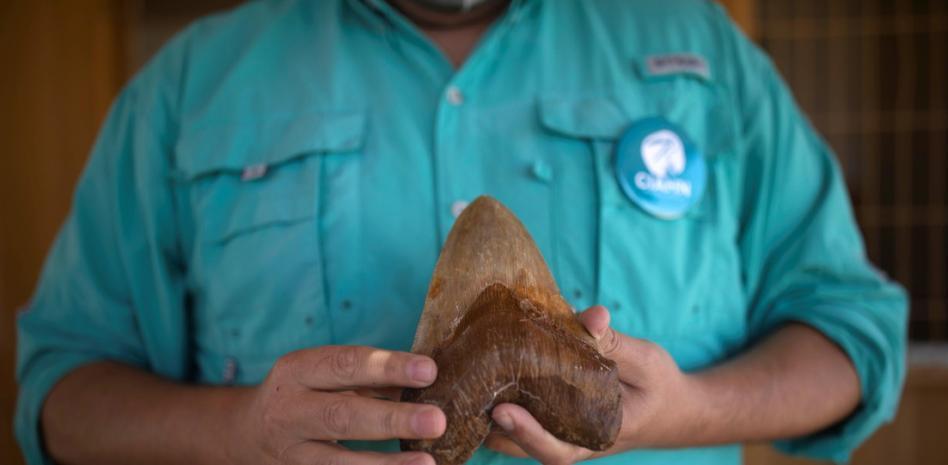 Aparecen dientes del gigantesco tiburón megalodón en el desierto de Atacama