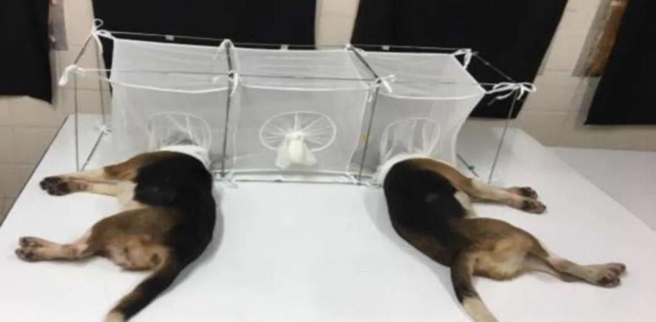 El 'BeagleGate', los horribles experimentos con perros del Dr. Fauci