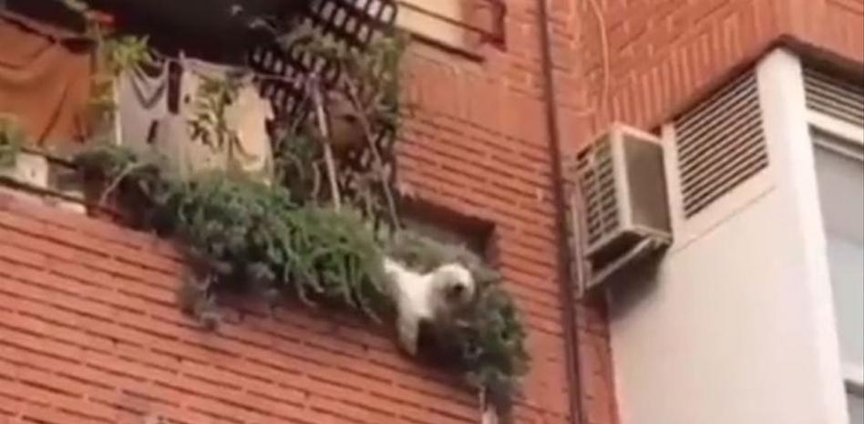 Vecinos de Novelda salvan a un perro tras caer al vacío desde un segundo piso