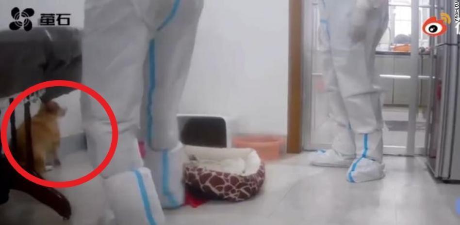 China, en shock tras la brutal muerte de un corgi en una desinfección por Covid-19