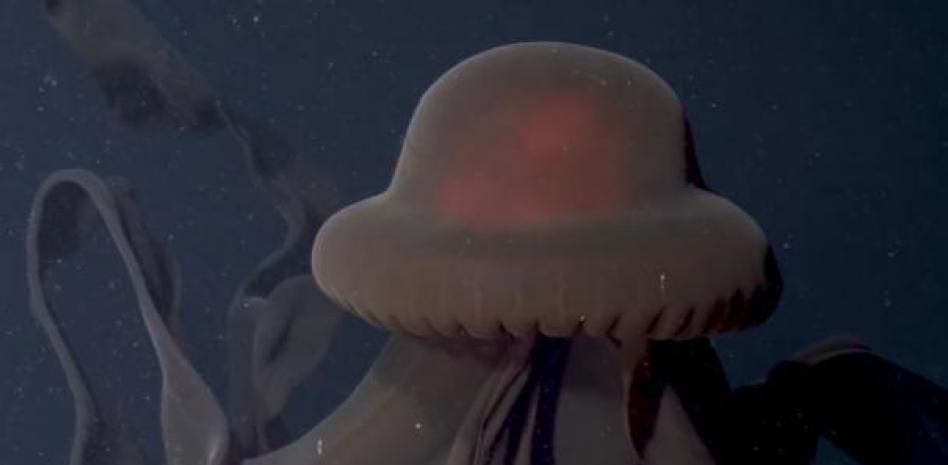 Descubren a casi 1.000 metros de profundidad una medusa fantasma gigante