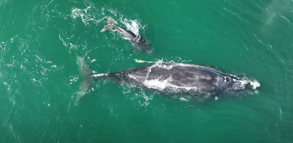 Una ballena da a luz a una cría mientras está enredada en una red de pesca