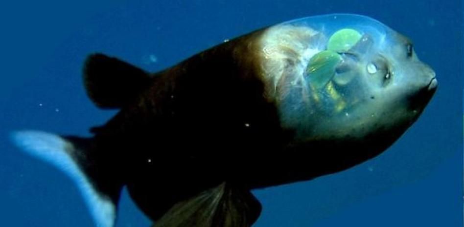 Así es el duende de los mares: las mejores imágenes del pez de cabeza transparente