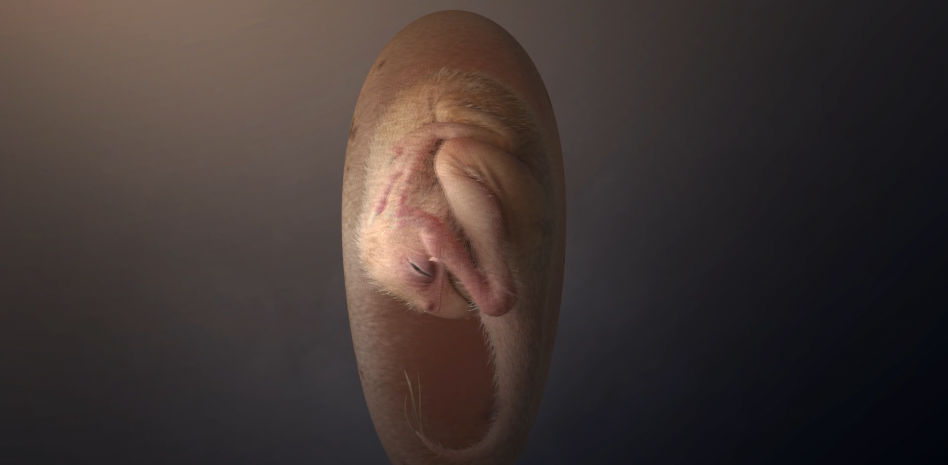 Un huevo de dinosaurio exquisitamente conservado revela un rasgo evolutivo desconocido