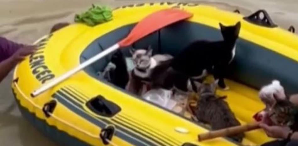 Dos héroes anónimos rescatan a cinco gatos de morir ahogados en Malasia
