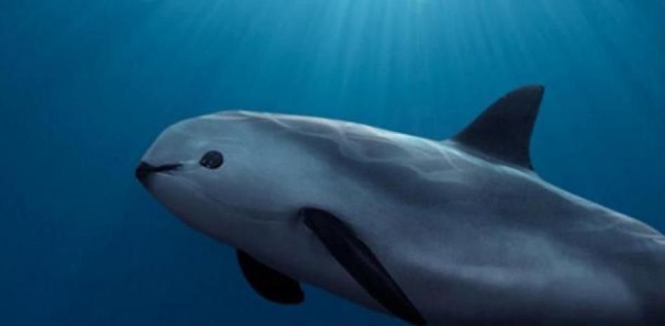 La vaquita marina, cada vez más cerca de la extinción: solo quedan 8 ejemplares