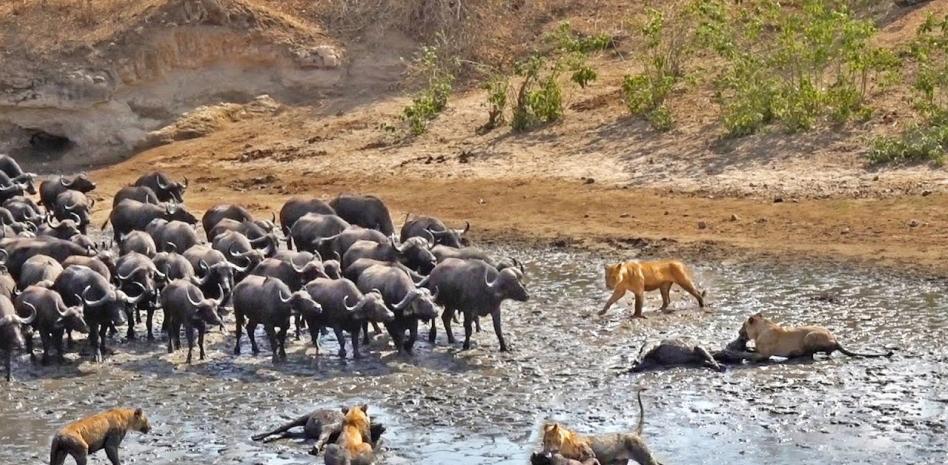 Graban una cacería de leones que recuerda una inolvidable escena de 'El Rey León'