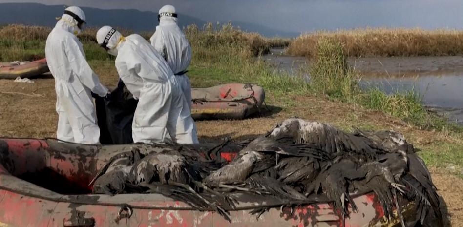 Un brote de gripe aviar acaba con la vida de unas 70.000 aves en Israel