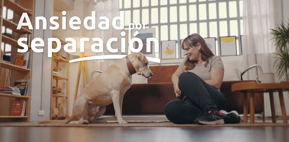 “Mi perro lo pasa mal si lo dejo solo”: ansiedad por separación, un problema con solución