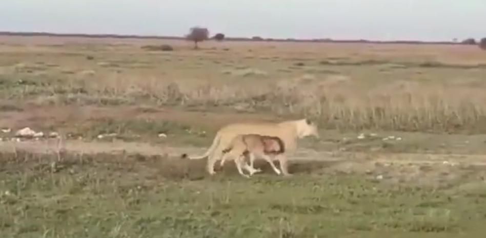 Una leona ejerce de madre con una cría de ñu perdida