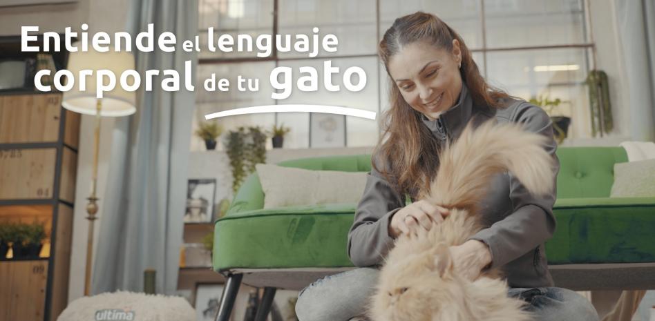 "¿Por qué mi gato no se deja acariciar?": estas son las señales que te manda y debes conocer