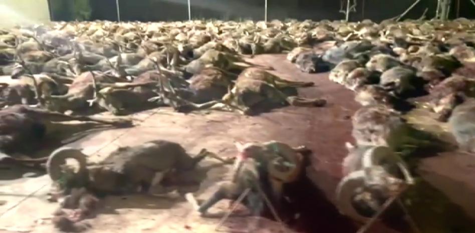 Más de 400 animales abatidos en una misma macrocacería enfrentan a cazadores y ecologistas