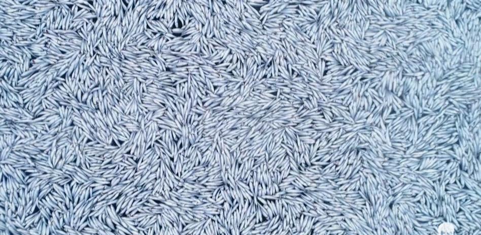 Denuncian el vertido de 100.000 peces muertos en el golfo de Vizcaya