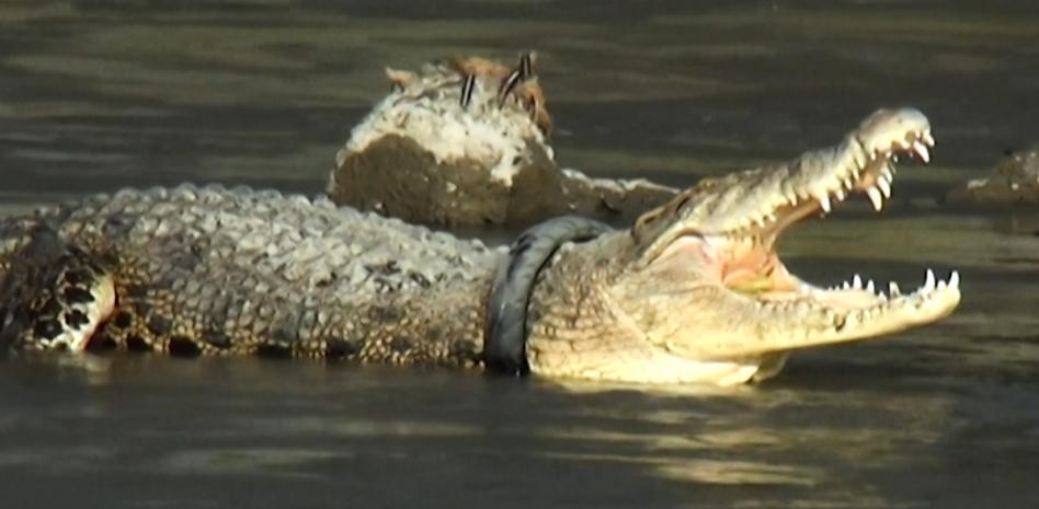 Un hombre rescata al cocodrilo que llevaba 6 años atrapado en un neumático